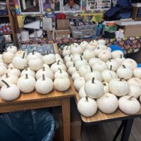 PRIDE q1 pumpkins 3 PRIDE q1 pumpkins 3